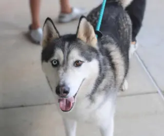 Hachi