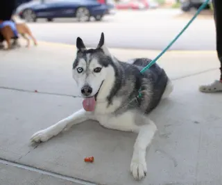 Hachi