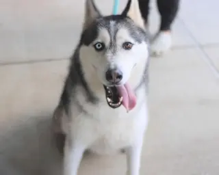 Hachi