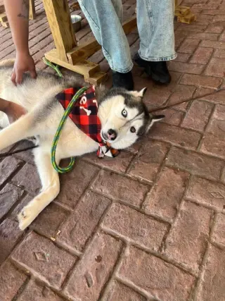 Hachi