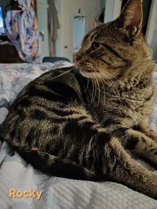 Rocky