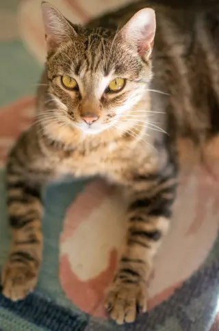 Prince