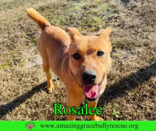 Rosalee