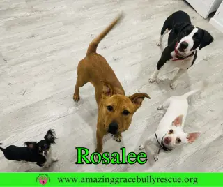 Rosalee