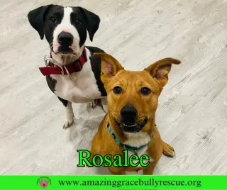 Rosalee
