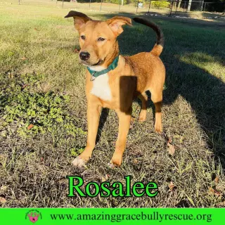 Rosalee