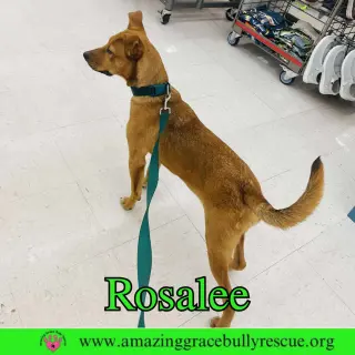 Rosalee