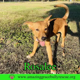 Rosalee