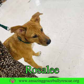 Rosalee