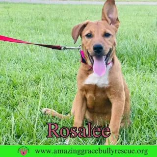 Rosalee