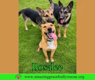 Rosalee