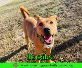 Rosalee