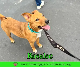 Rosalee
