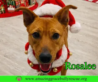 Rosalee
