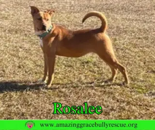 Rosalee