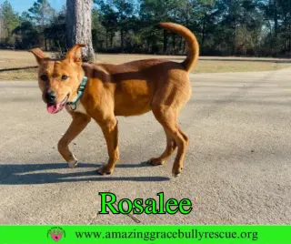 Rosalee