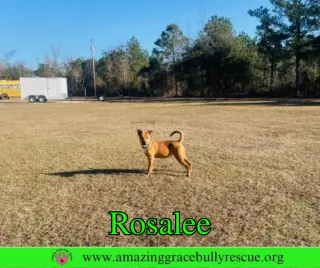 Rosalee