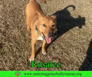 Rosalee