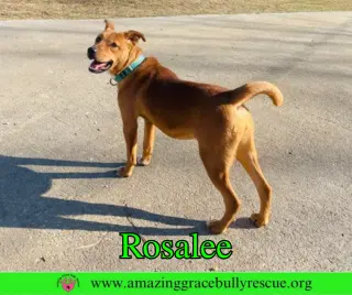 Rosalee