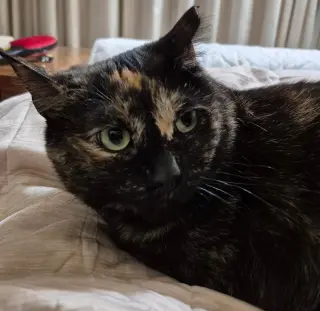 Mimosa (Courtesy Post)