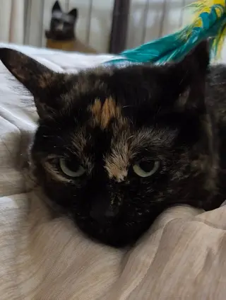 Mimosa (Courtesy Post)