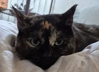 Mimosa (Courtesy Post)