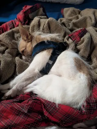 Tilly