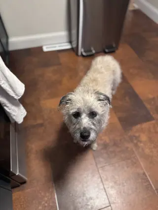 Ayla