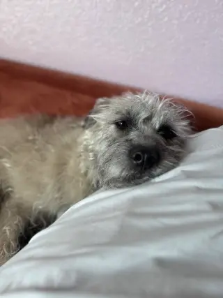 Ayla