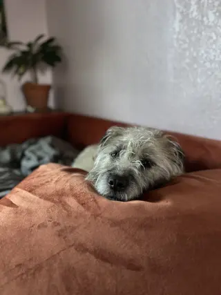 Ayla