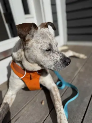 Copper