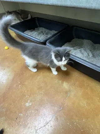 Fonzie