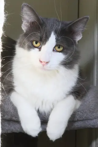 Fonzie