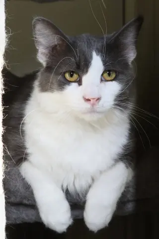 Fonzie