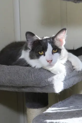 Fonzie
