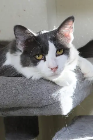 Fonzie