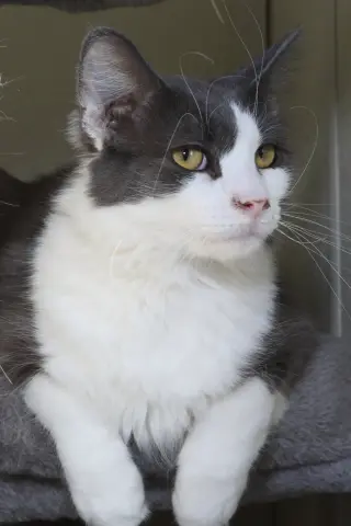 Fonzie