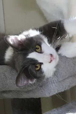 Fonzie