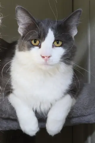Fonzie