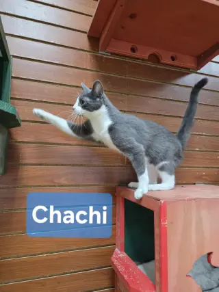 Chachi