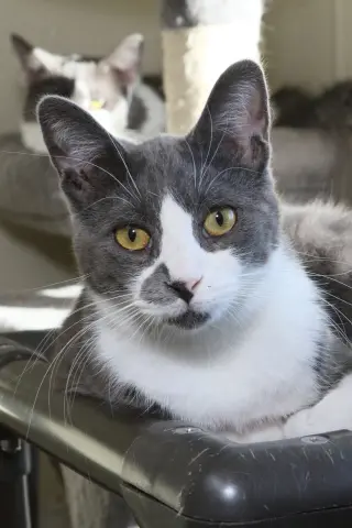 Chachi