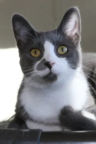 Chachi