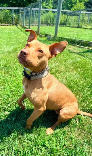Penny