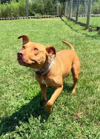 Penny