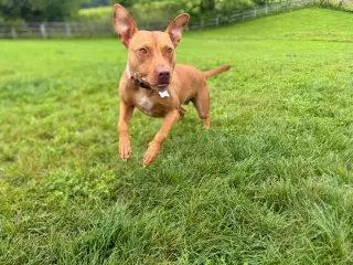 Penny