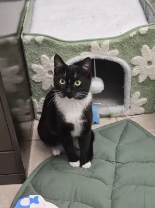 Libby