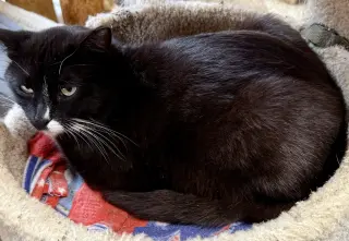 Pippin