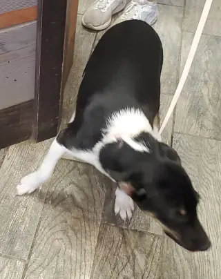 Xena