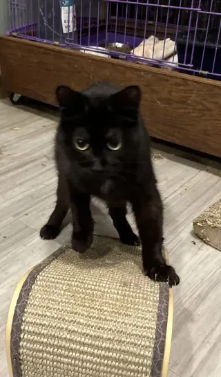 Houdini