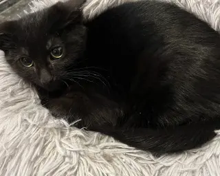 Houdini